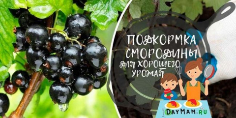 Rybízu krmení na jaře a na podzim pro dobrou sklizeň